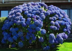 Hydrangea macrophylla Maman Blue / Kerti hortenzia kék